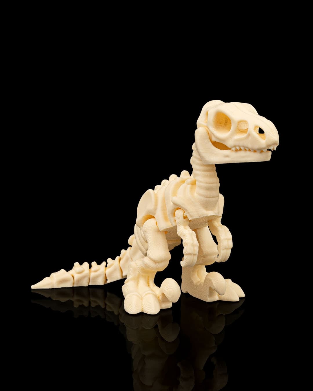 Esqueleto Velociraptor 12cm 🦖 - 5